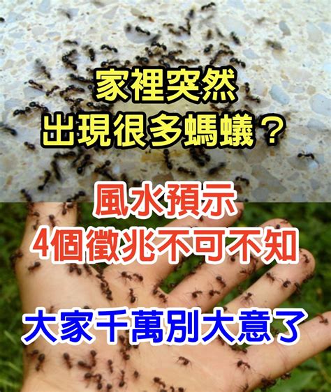 家中螞蟻多|家中突然出現很多小螞蟻怎麼辦？專家教你五招消滅家中小螞蟻、。